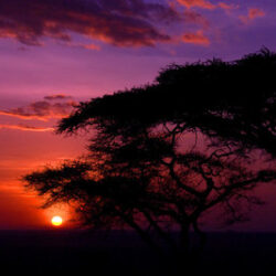 African Influences on the Lion King Soundtrack